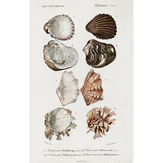 Different Types of Mollusks Illustration - Giclee Art Print Poster