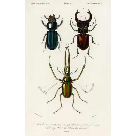 Different types of beetles Illustration - Giclee Art Print Poster