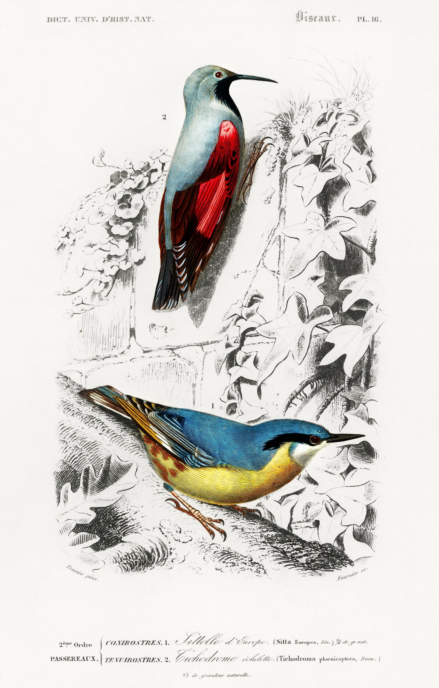 Different Types of Birds Illustration - Giclee Art Print Poster