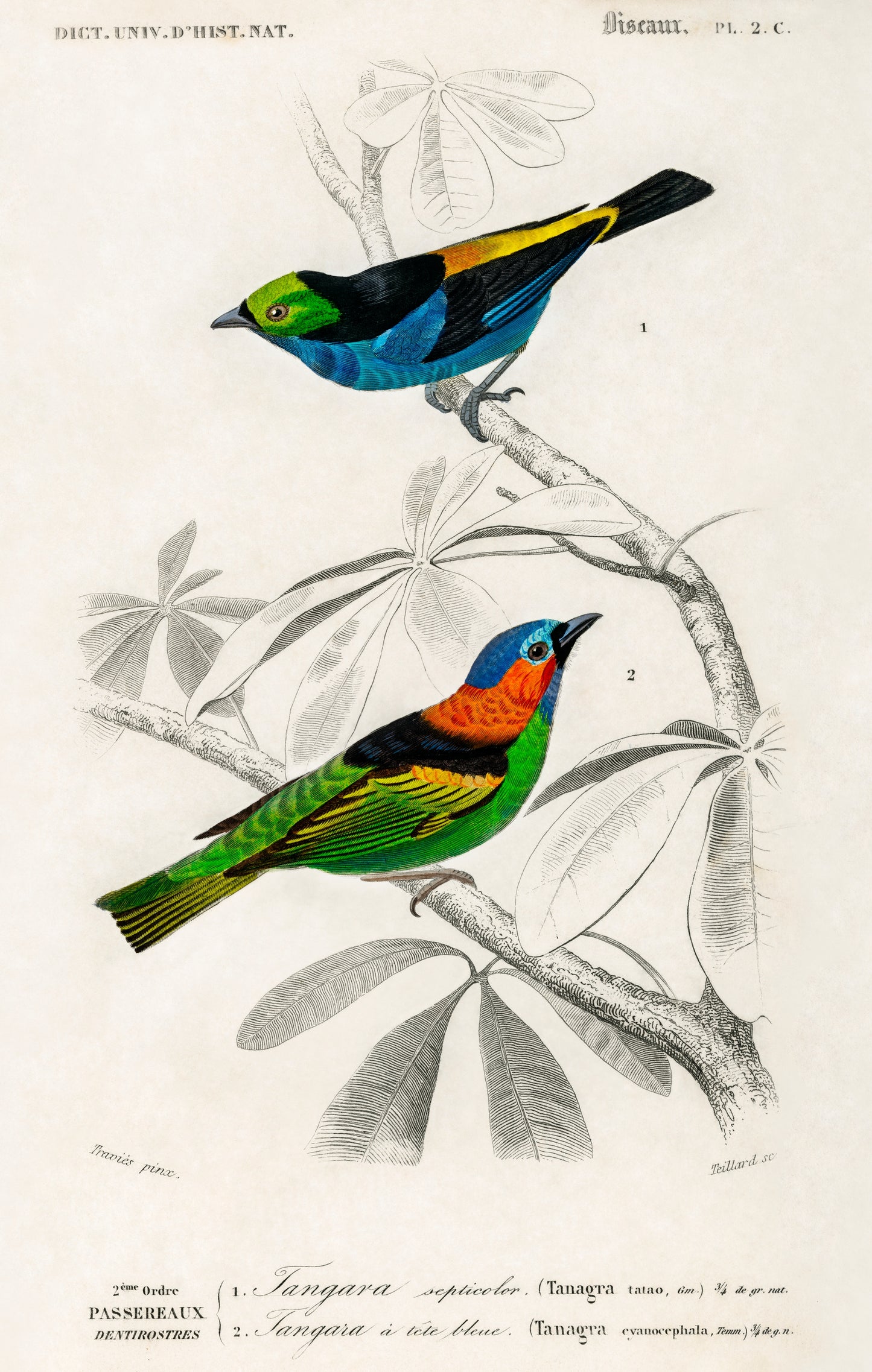 Different Types of Birds Illustration - Giclee Art Print Poster