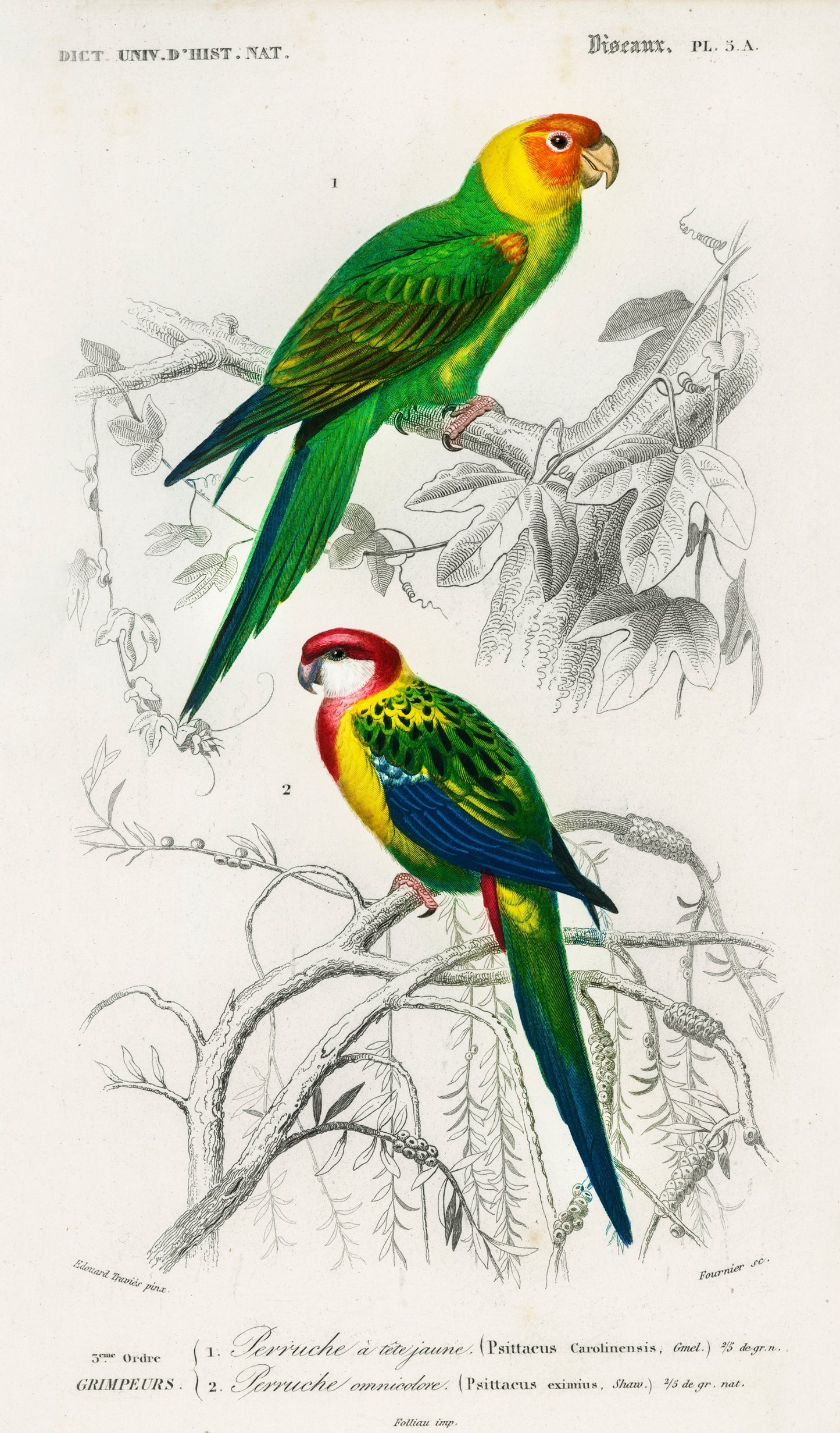 Different Types of Birds Illustration - Giclee Art Print Poster