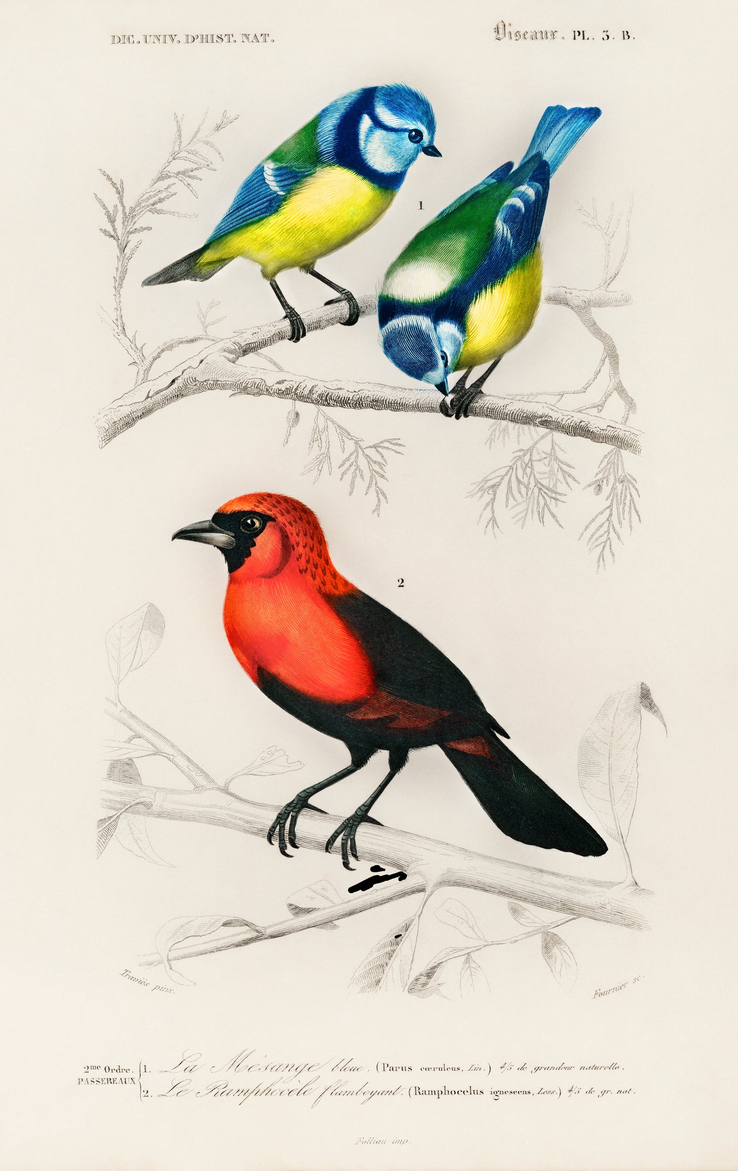 Different Types of Birds Illustration - Giclee Art Print Poster