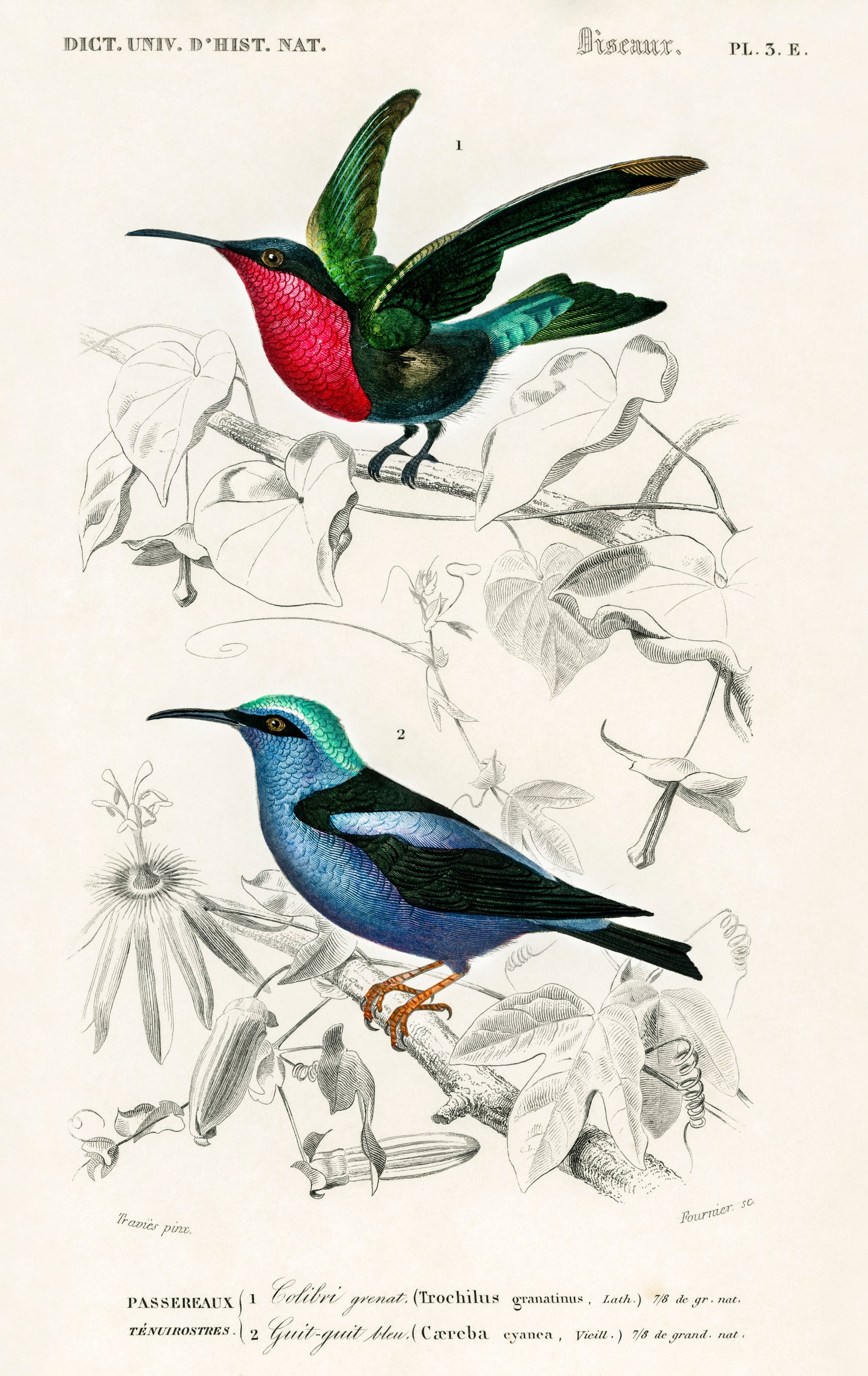 Different Types of Birds Illustration - Giclee Art Print Poster