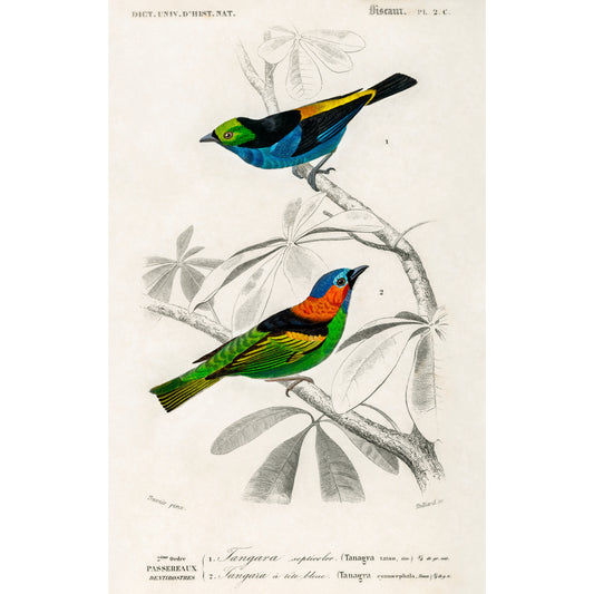 Different Types of Birds Illustration - Giclee Art Print Poster