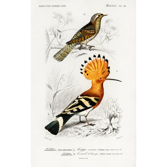 Different types of birds Illustration - Giclee Art Print Poster
