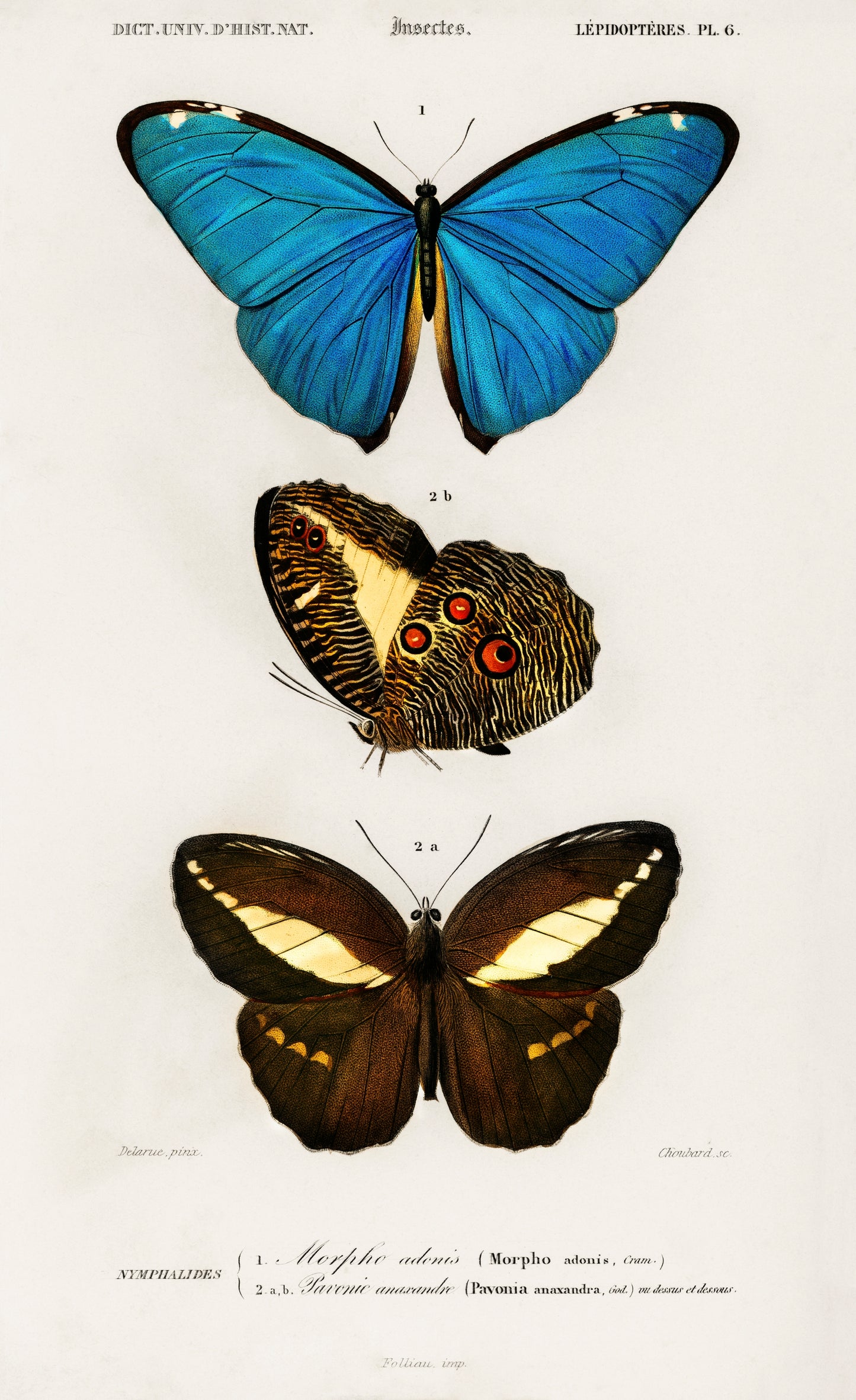 Different Types of Butterfly Illustration - Giclee Art Print Poster