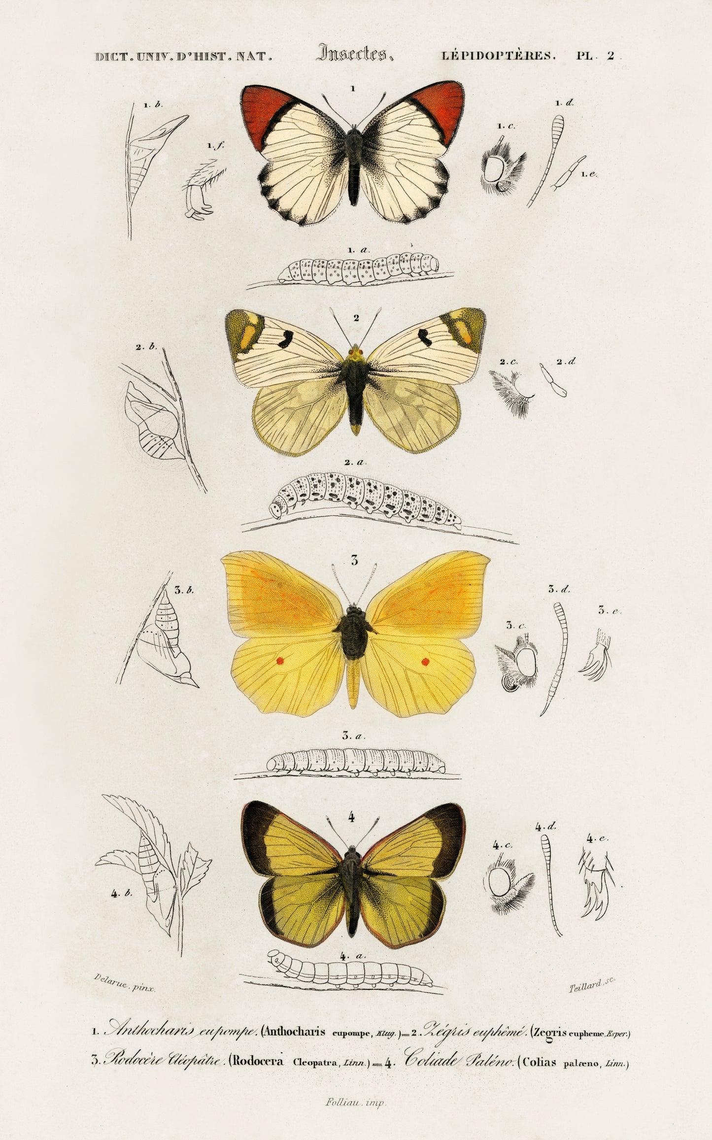 Different Types of Butterfly Illustration - Giclee Art Print Poster