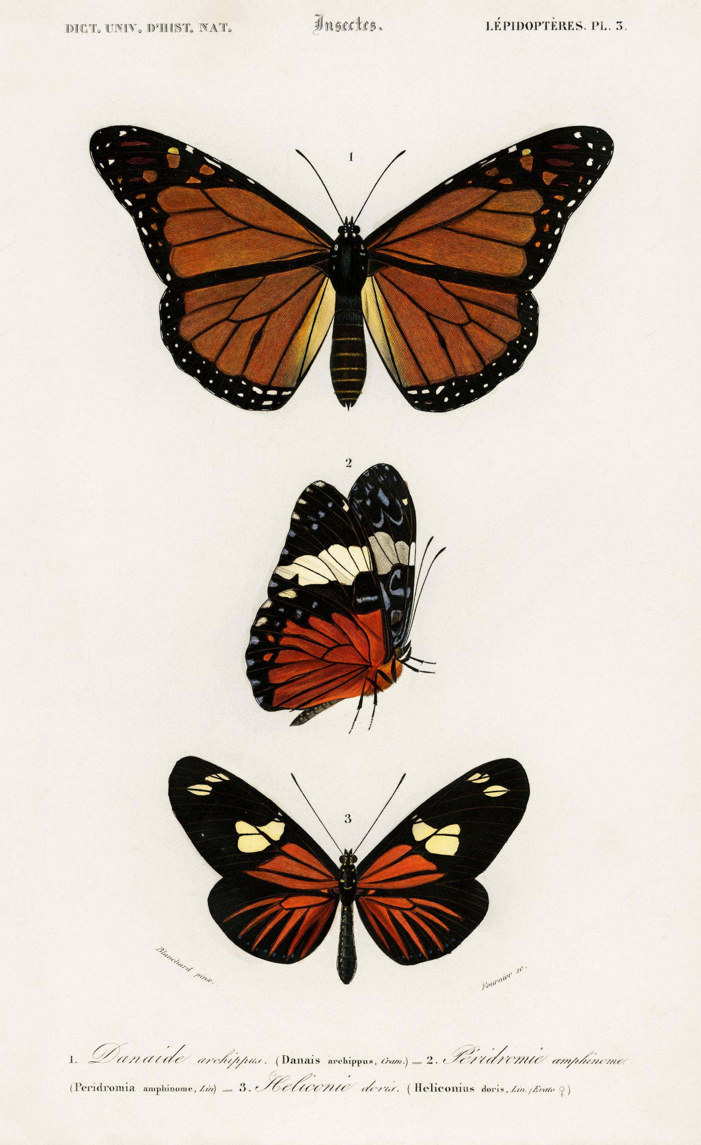 Different Types of Butterfly Illustration - Giclee Art Print Poster