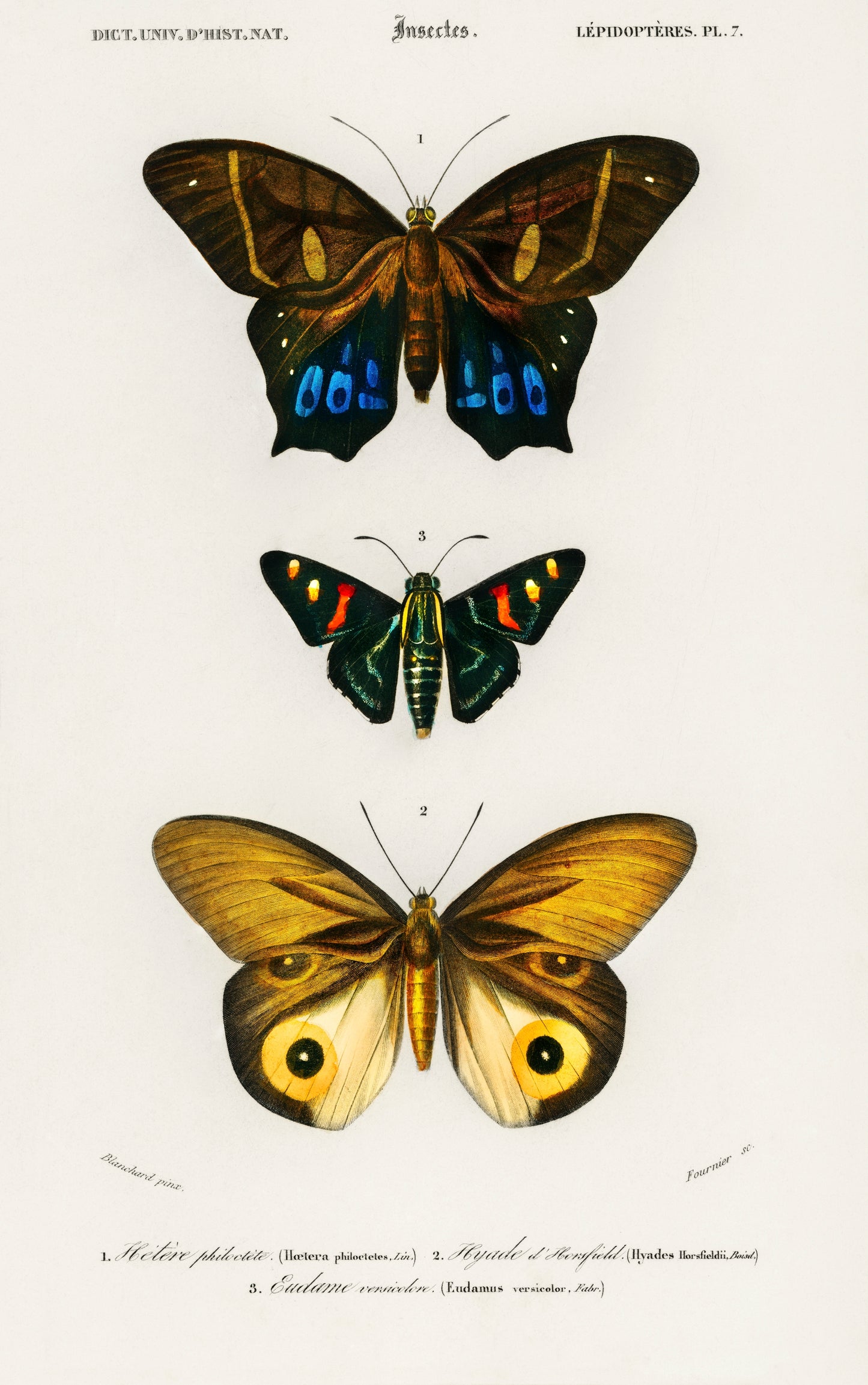 Different Types of Butterfly Illustration - Giclee Art Print Poster