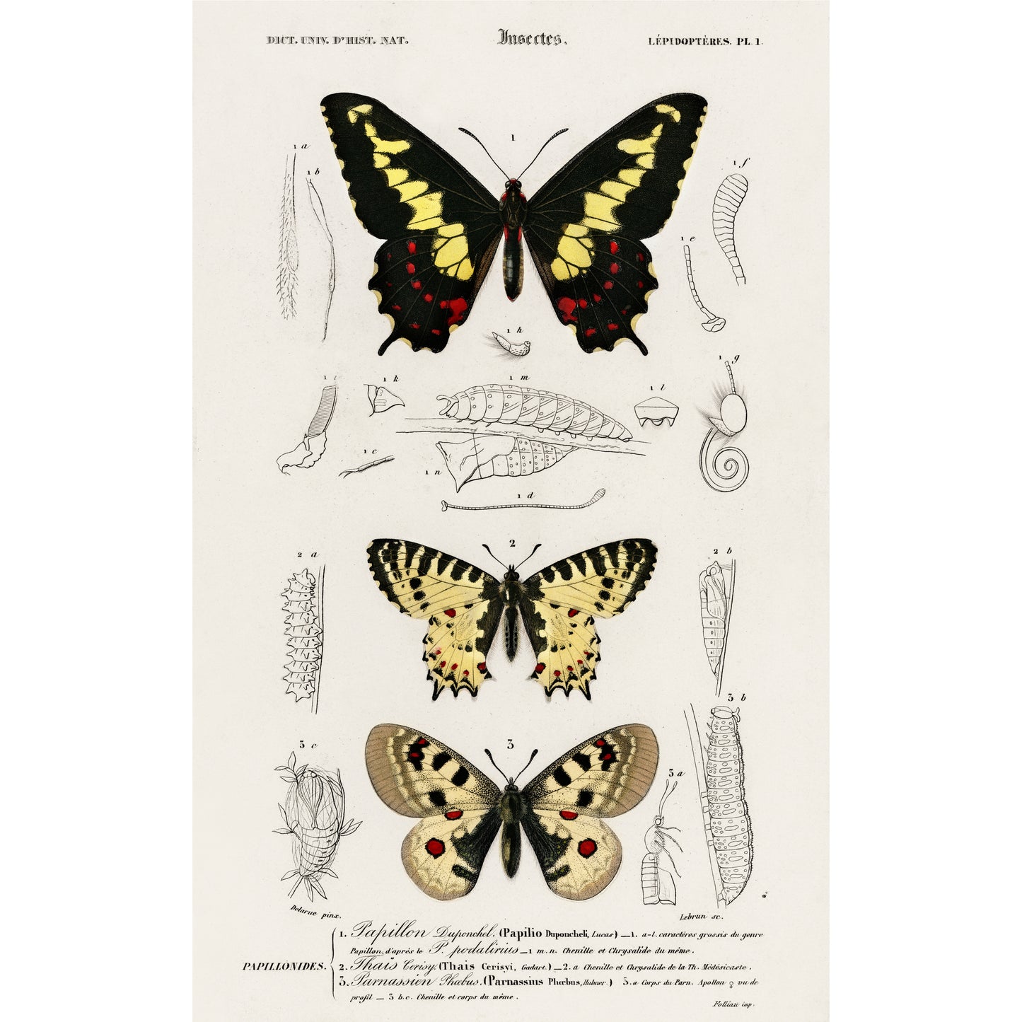 Different Types of Butterfly Illustration - Giclee Art Print Poster