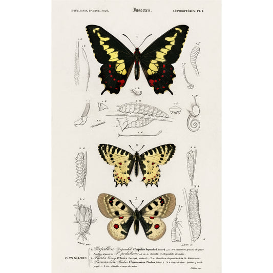 Different Types of Butterfly Illustration - Giclee Art Print Poster