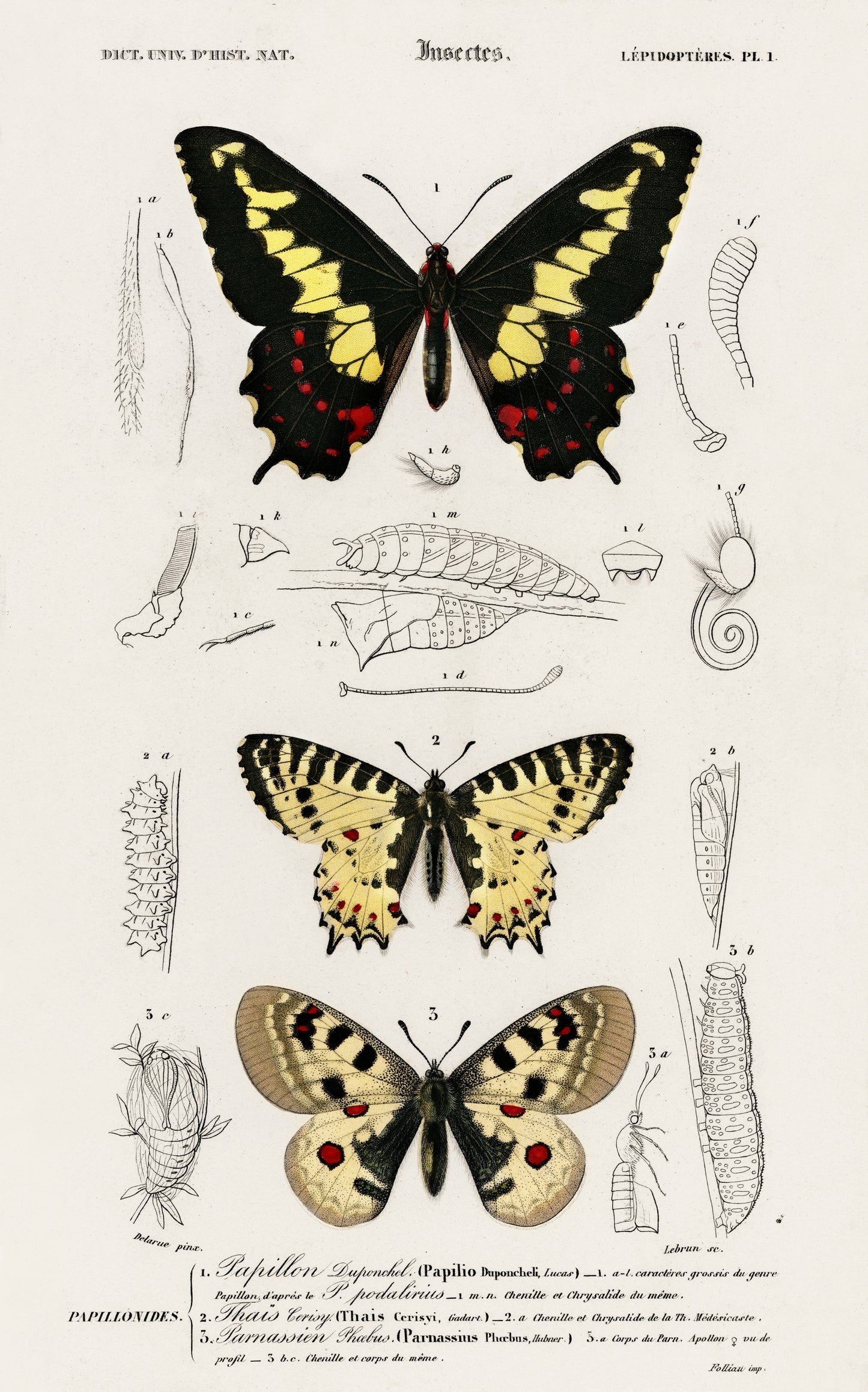 Different Types of Butterfly Illustration - Giclee Art Print Poster