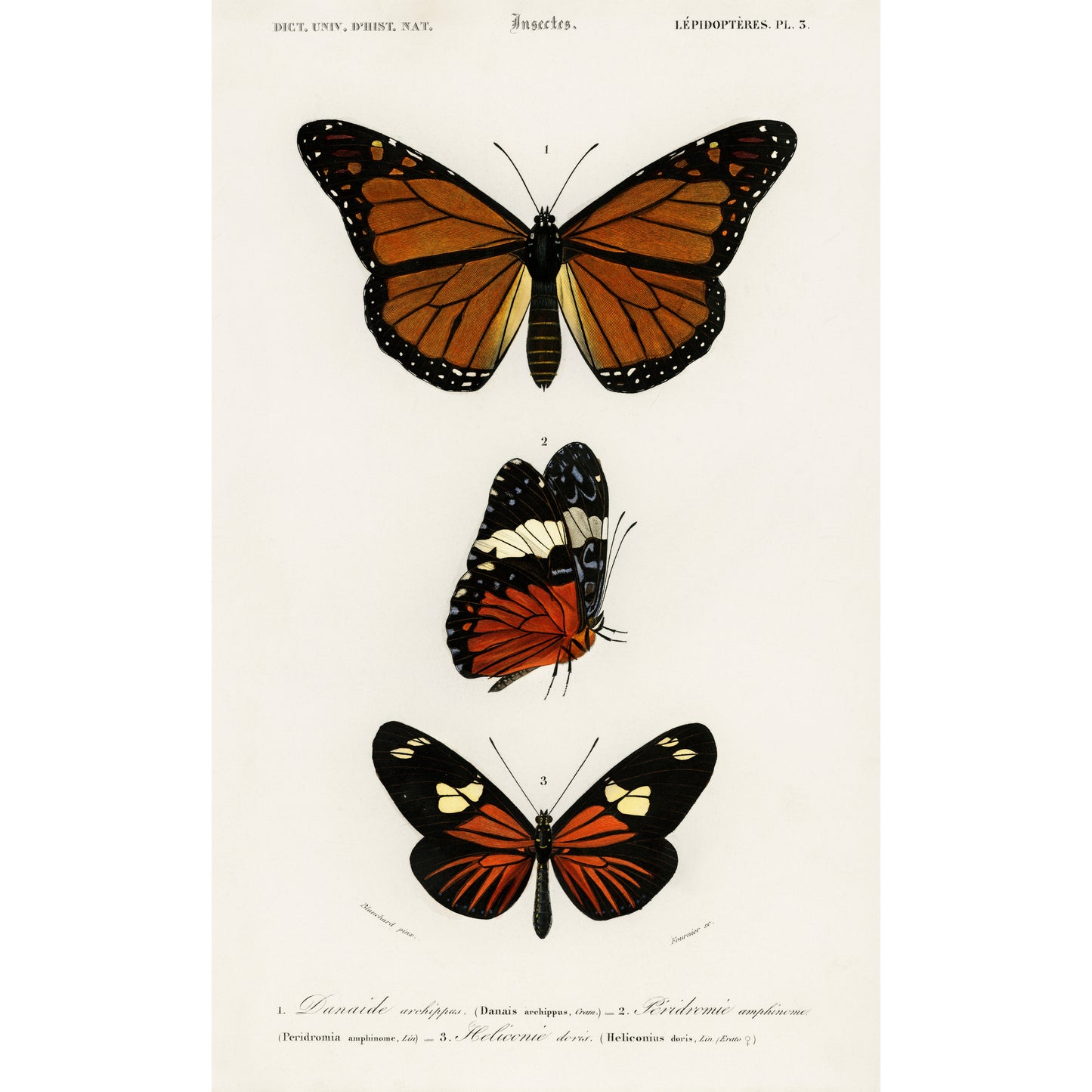 Different Types of Butterfly Illustration - Giclee Art Print Poster