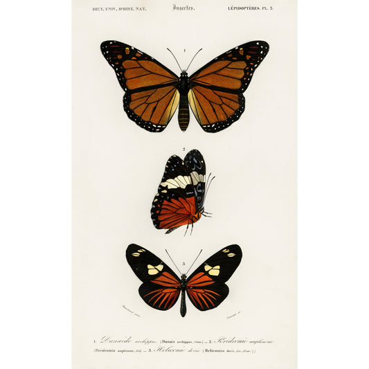Different Types of Butterfly Illustration - Giclee Art Print Poster