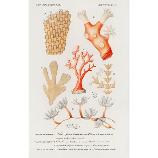 Different Types of Corals Illustration - Giclee Art Print Poster