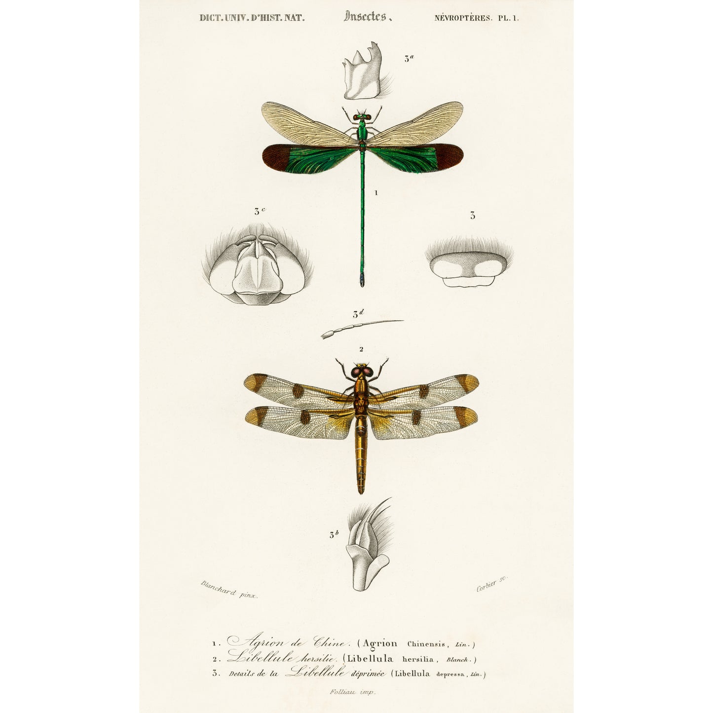 Different Types of Dragonflies Illustration - Giclee Art Print Poster