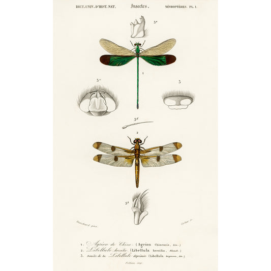 Different Types of Dragonflies Illustration - Giclee Art Print Poster