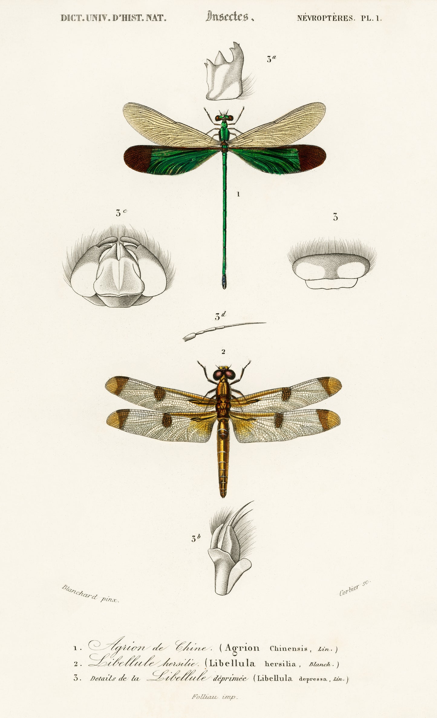 Different Types of Dragonflies Illustration - Giclee Art Print Poster