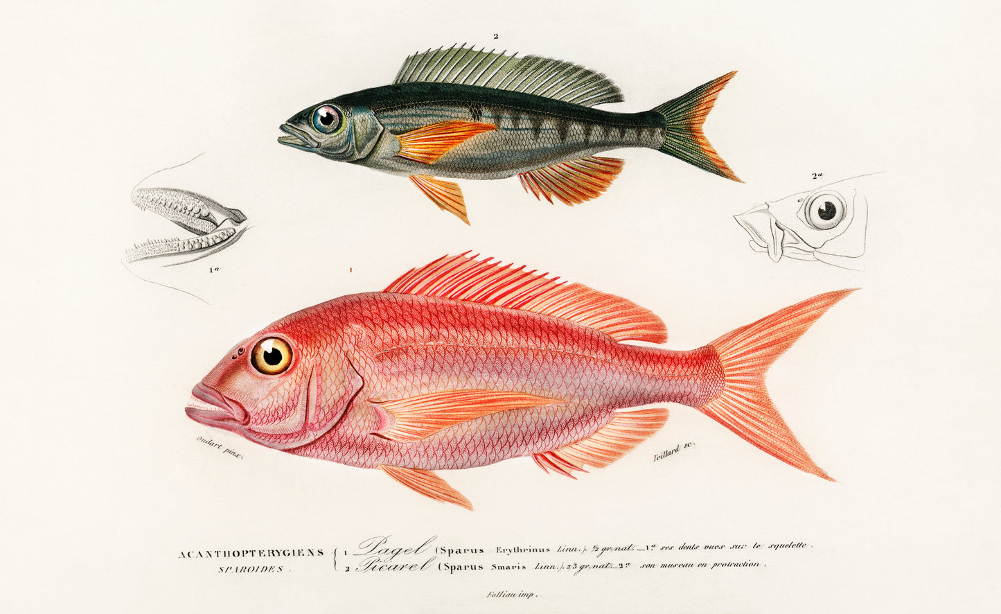Different Types of Fishes Illustration - Giclee Art Print Poster