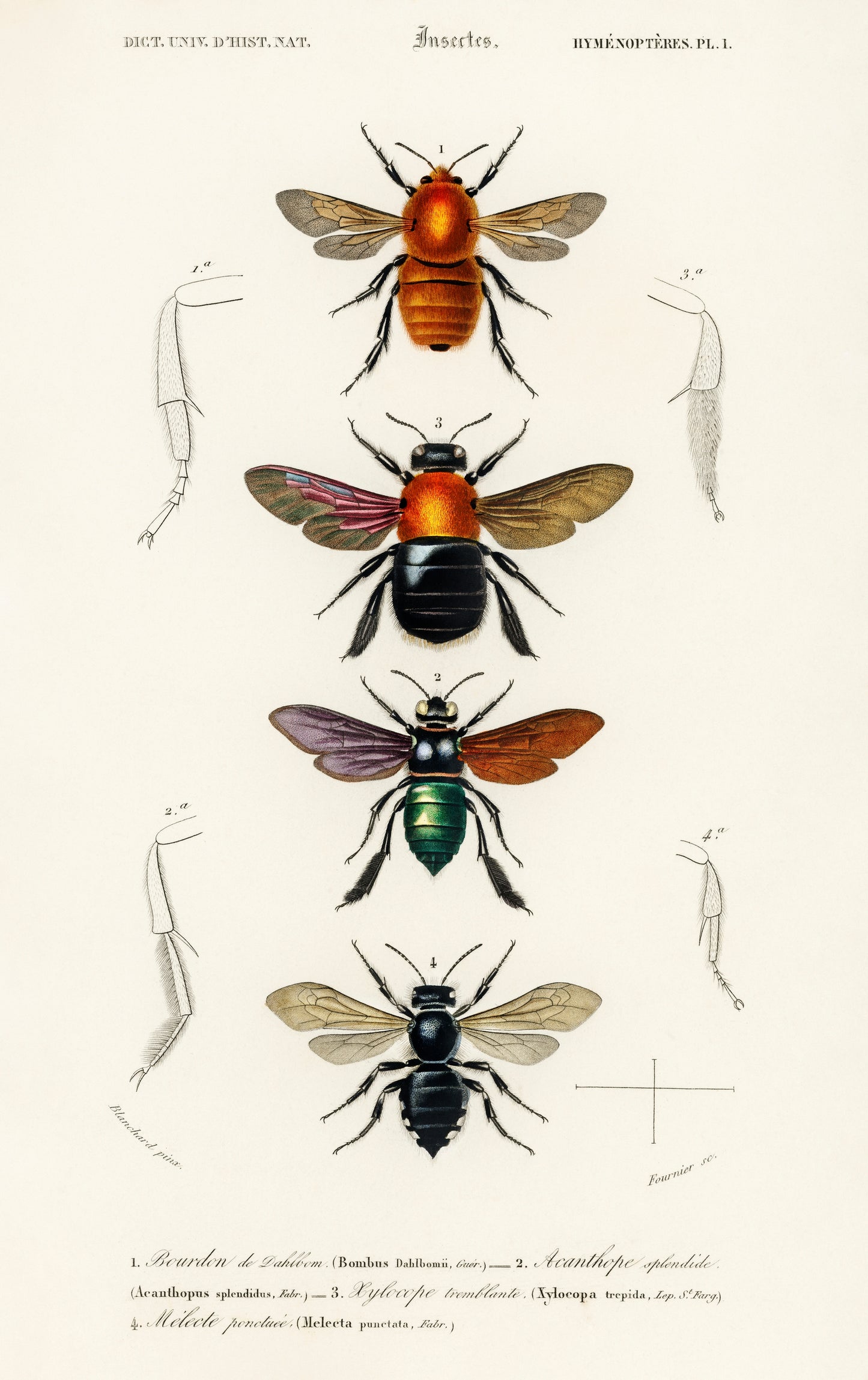 Different Types of Insects Illustration - Giclee Art Print Poster