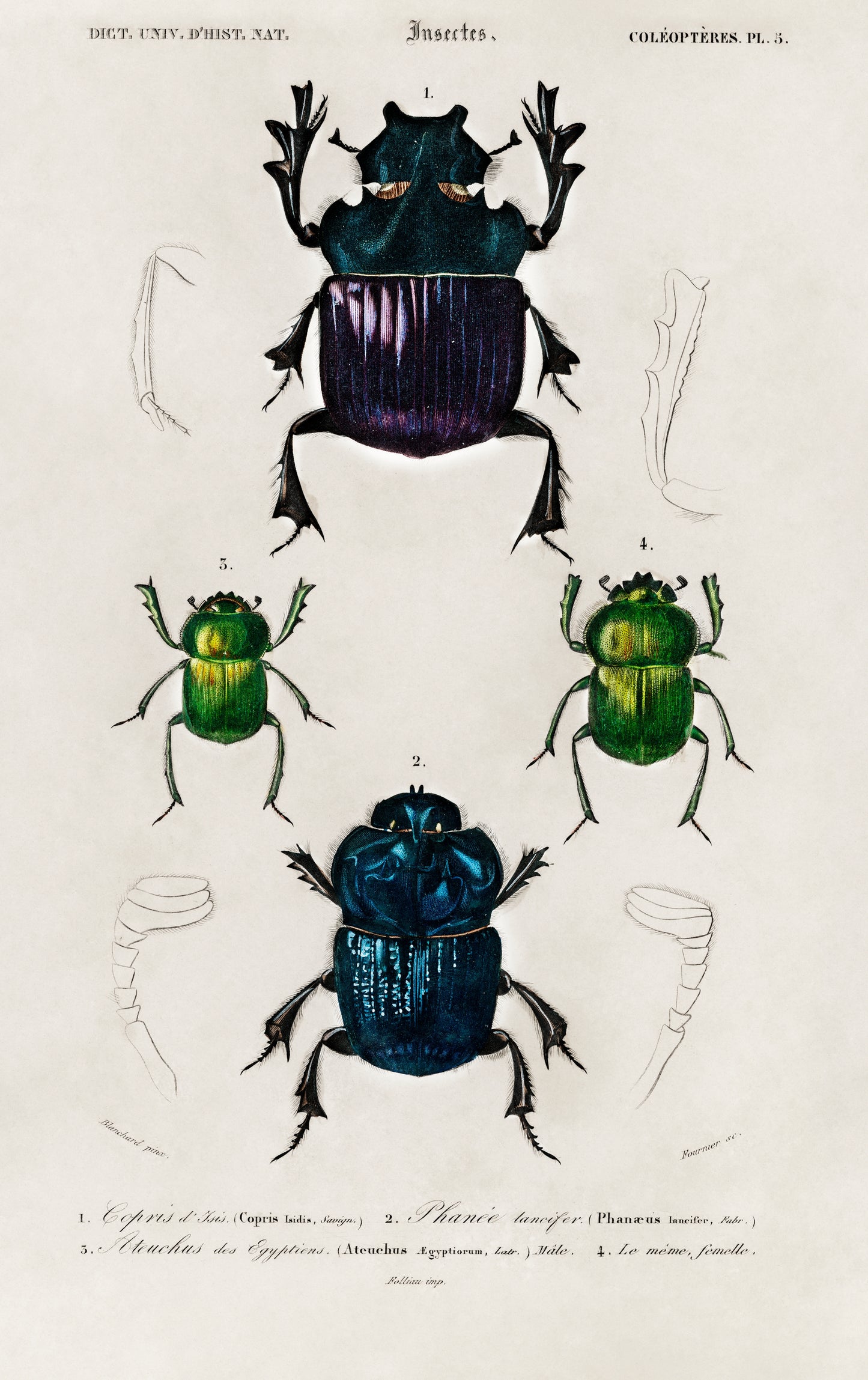 Different Types of Insects Illustration - Giclee Art Print Poster