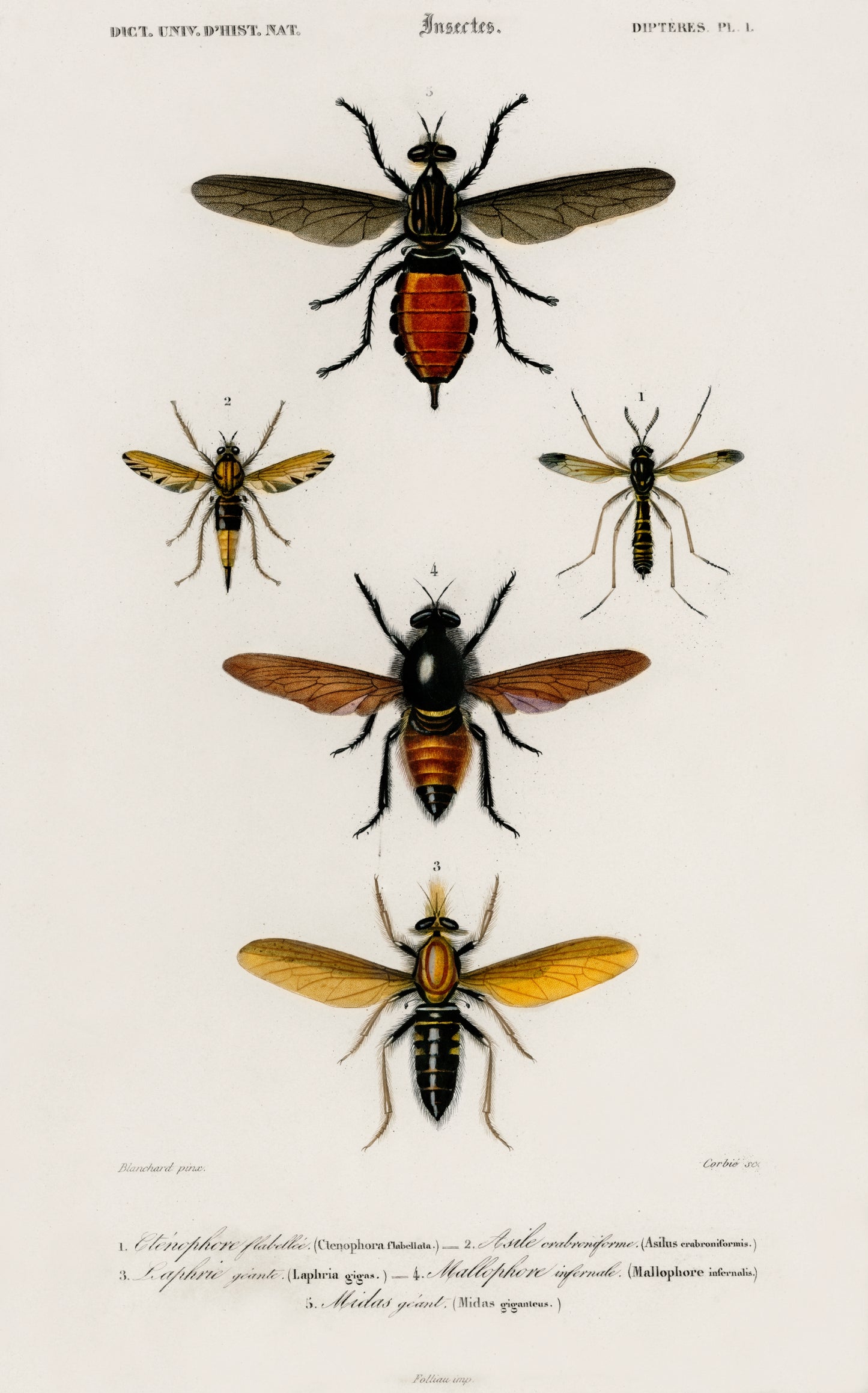 Different Types of Insects Illustration - Giclee Art Print Poster