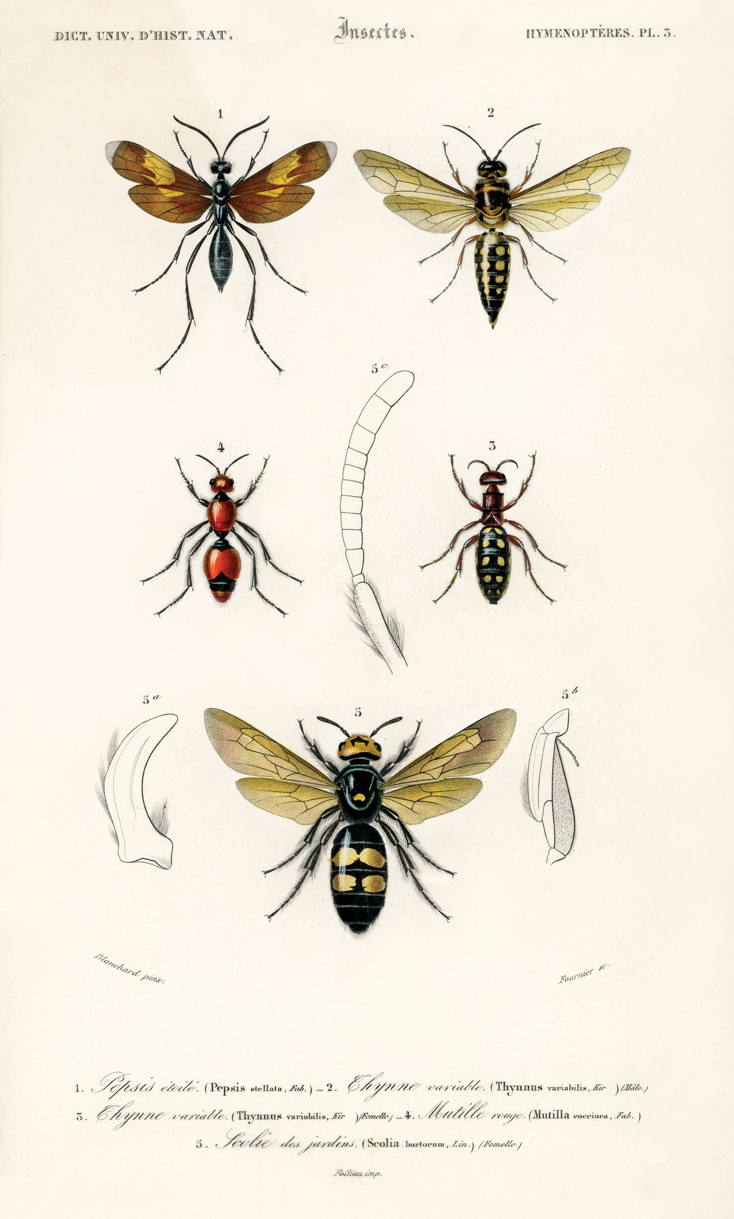 Different Types of Insects Illustration - Giclee Art Print Poster