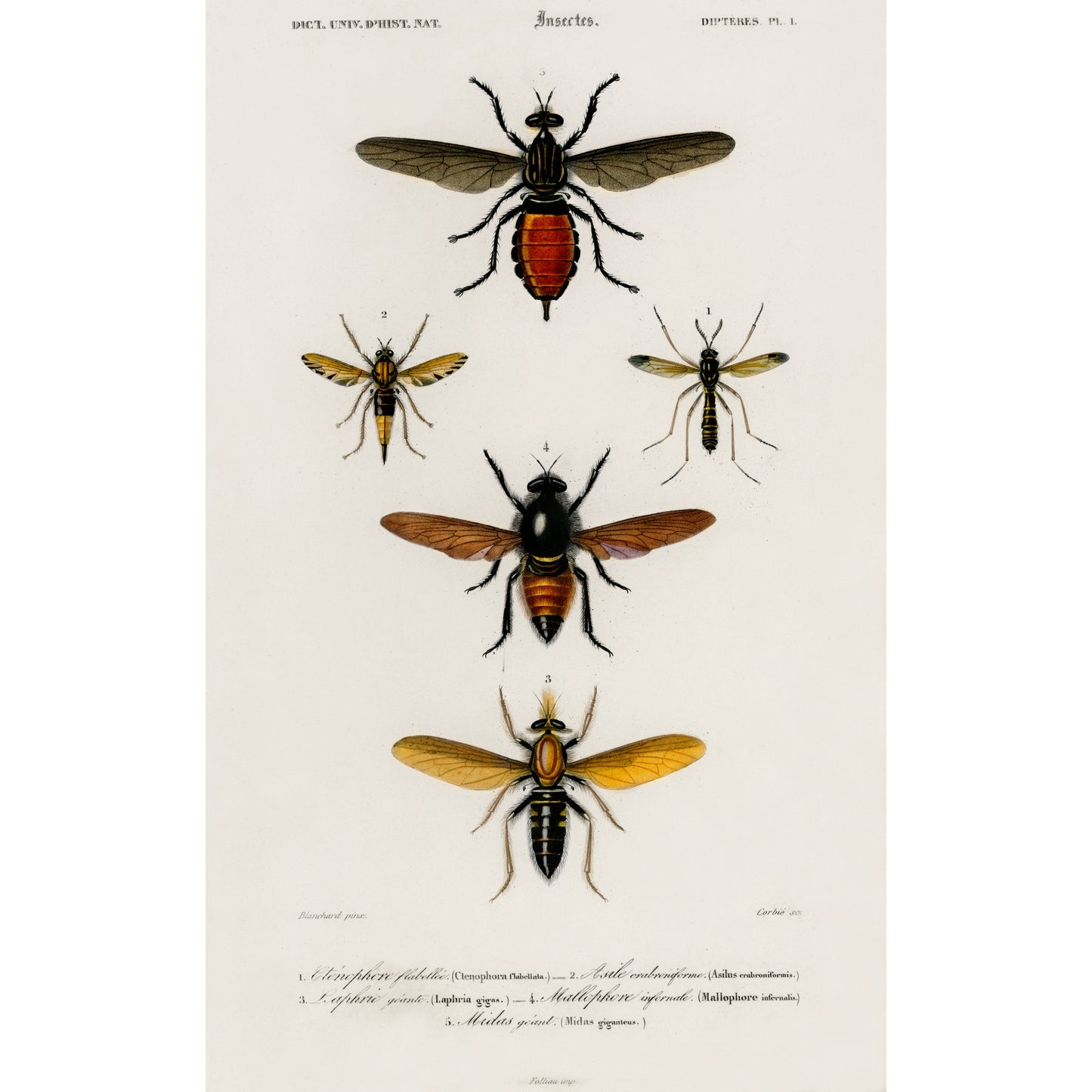 Different Types of Insects Illustration - Giclee Art Print Poster