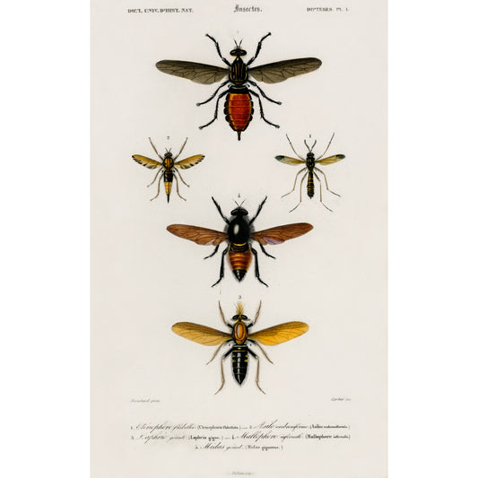 Different Types of Insects Illustration - Giclee Art Print Poster