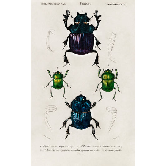 Different Types of Insects Illustration - Giclee Art Print Poster