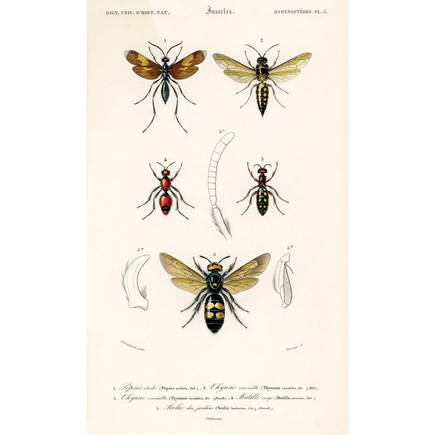 Different Types of Insects Illustration - Giclee Art Print Poster