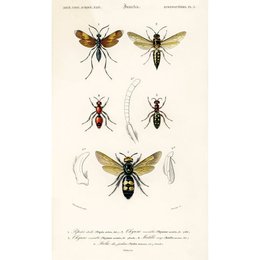 Different Types of Insects Illustration - Giclee Art Print Poster