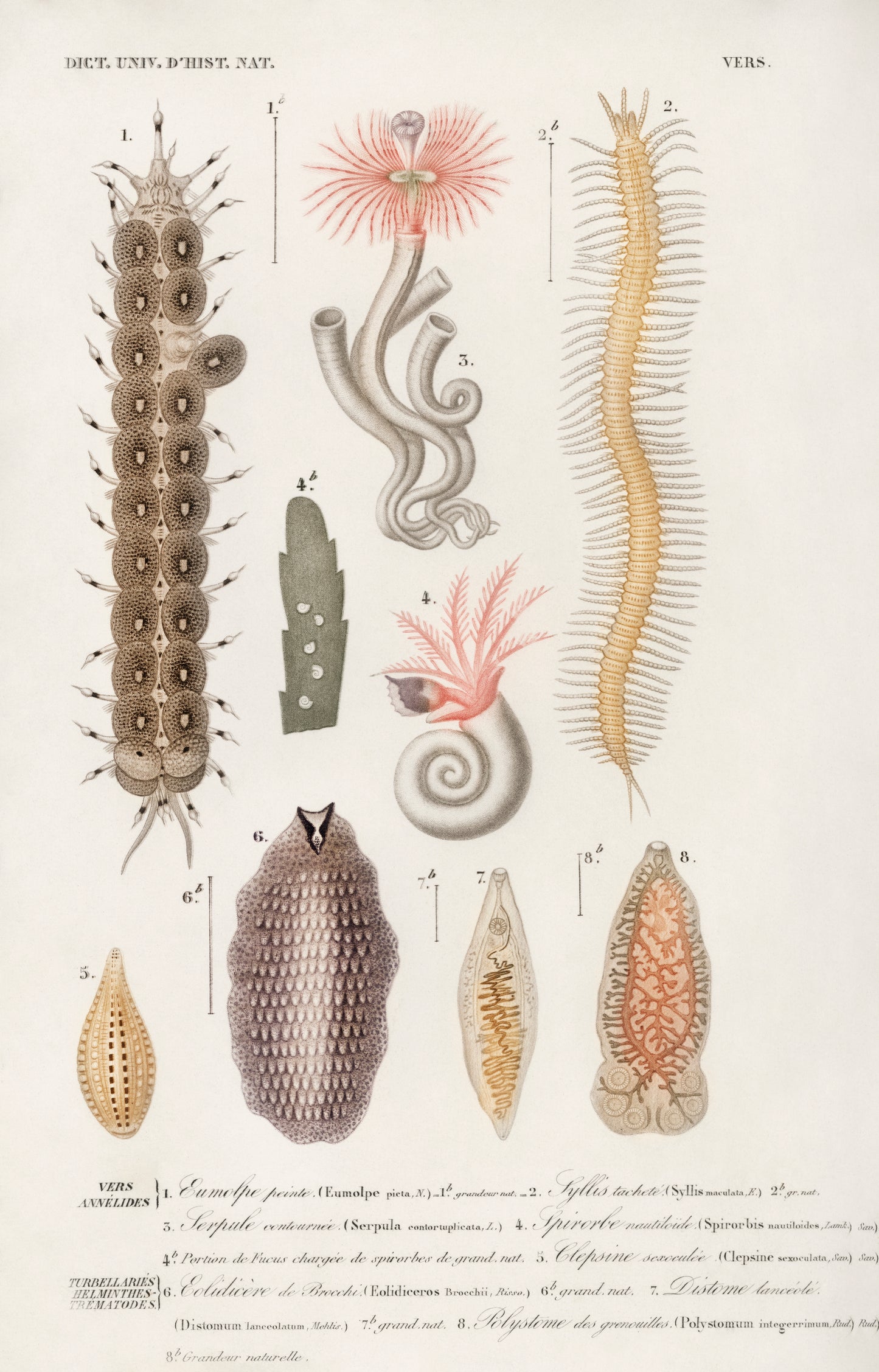 Different Types of Marine Life Illustration - Giclee Art Print Poster