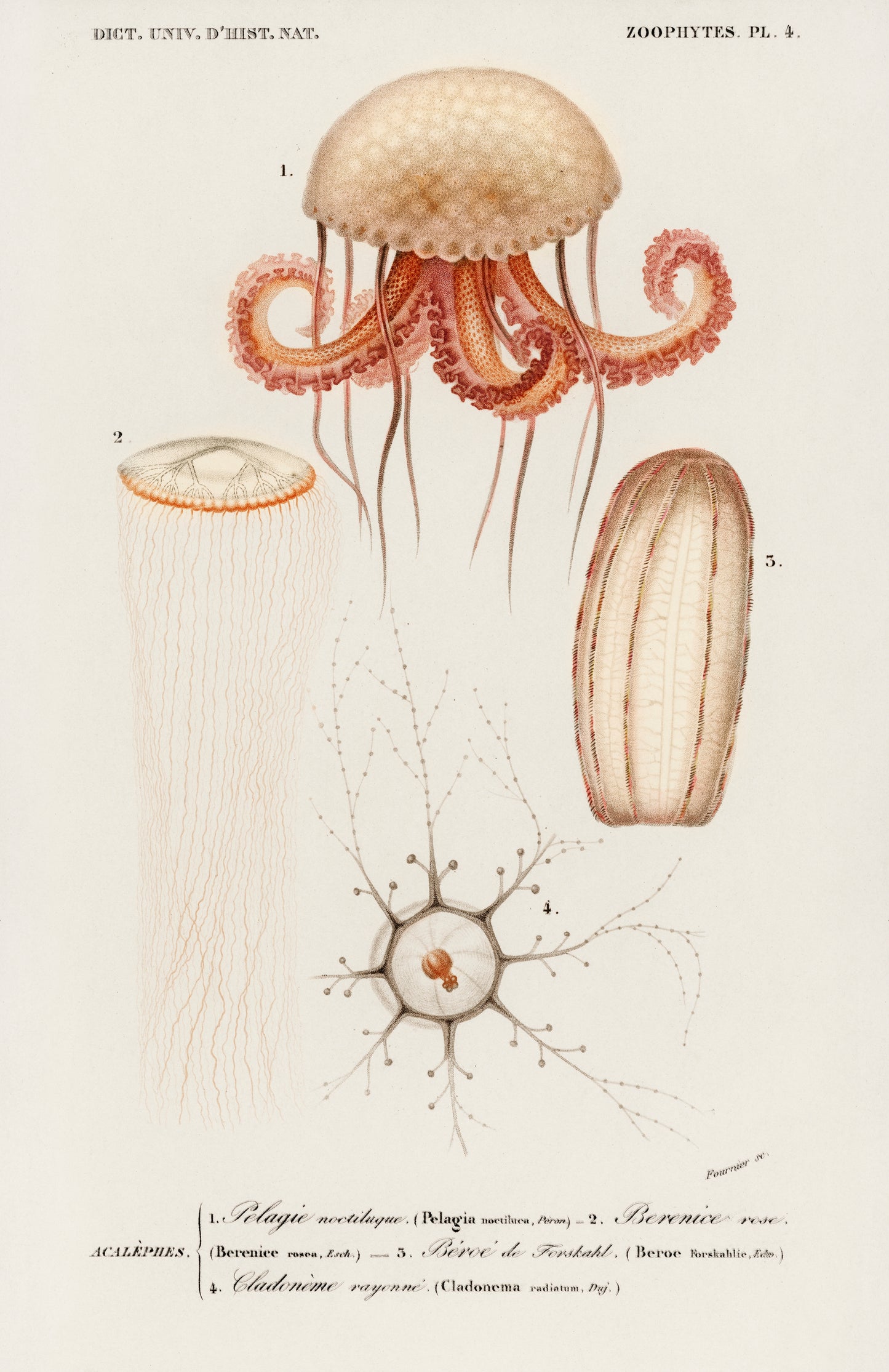 Different Types of Marine Life Illustration - Giclee Art Print Poster