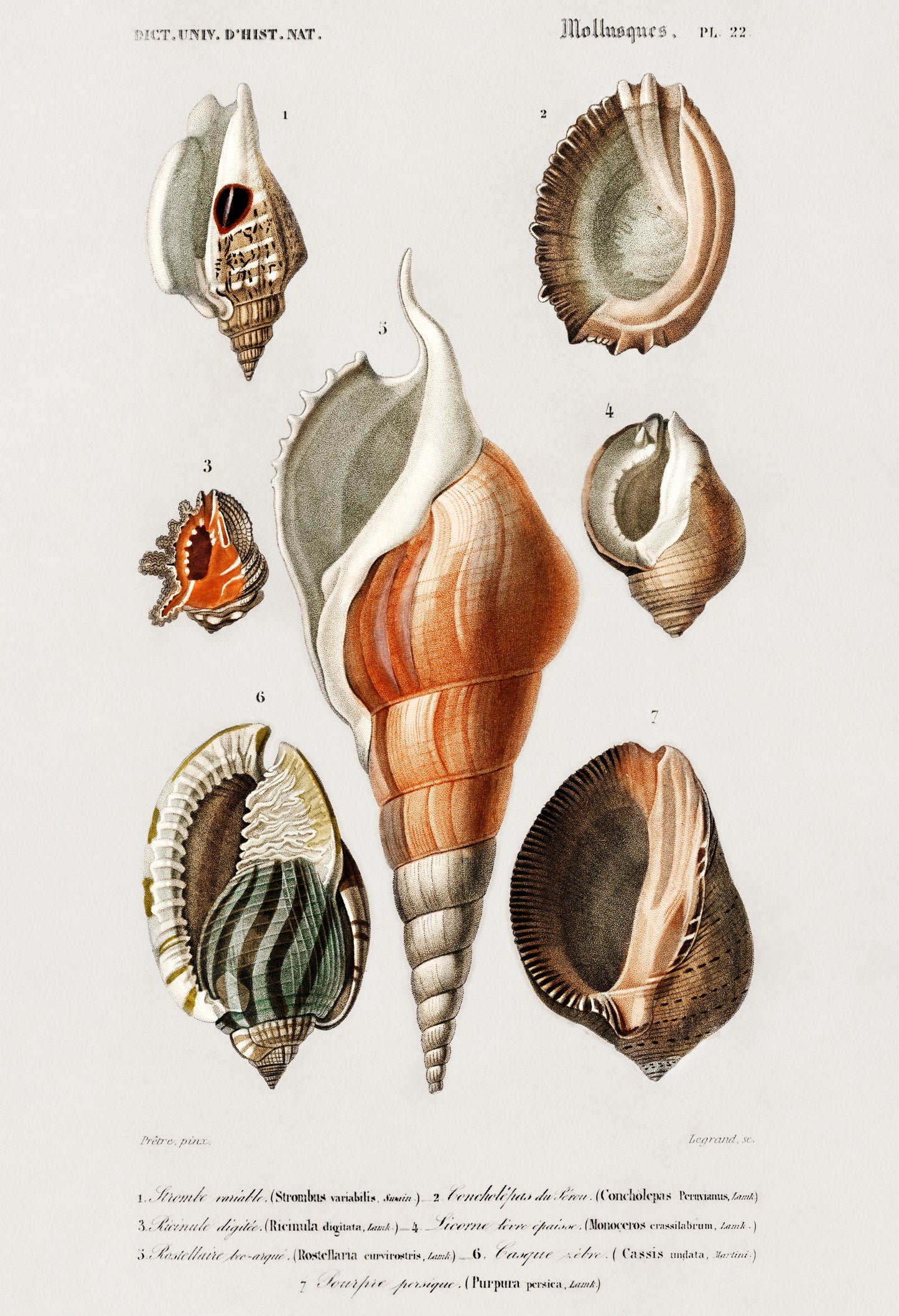 Different Types of Mollusks Illustration - Giclee Art Print Poster