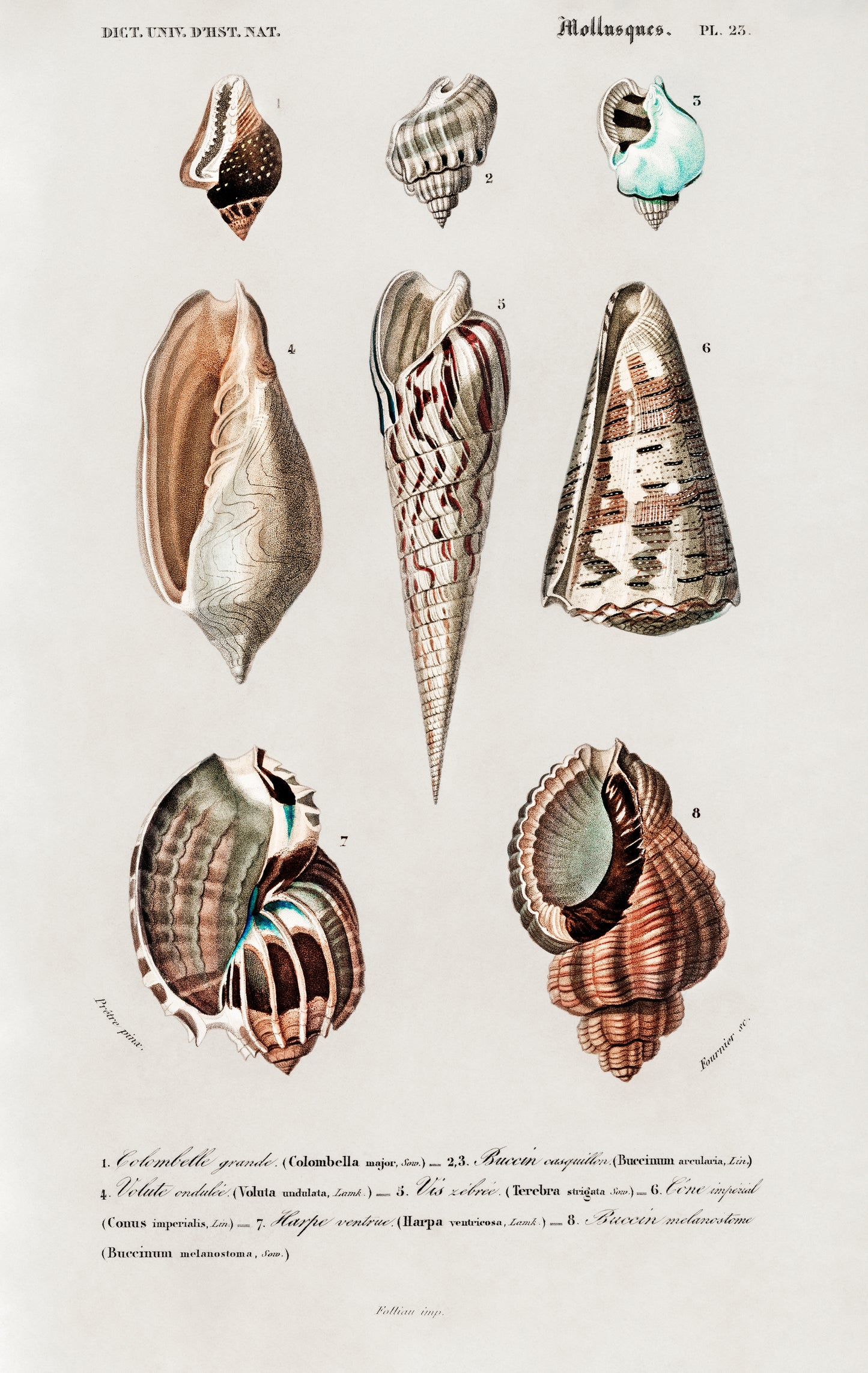 Different Types of Mollusks Illustration - Giclee Art Print Poster