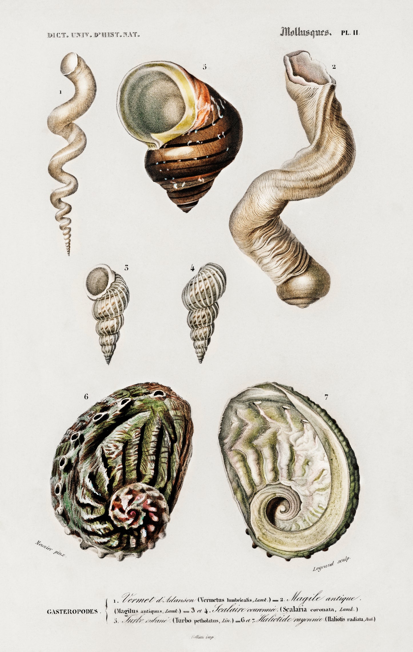Different Types of Mollusks Illustration - Giclee Art Print Poster