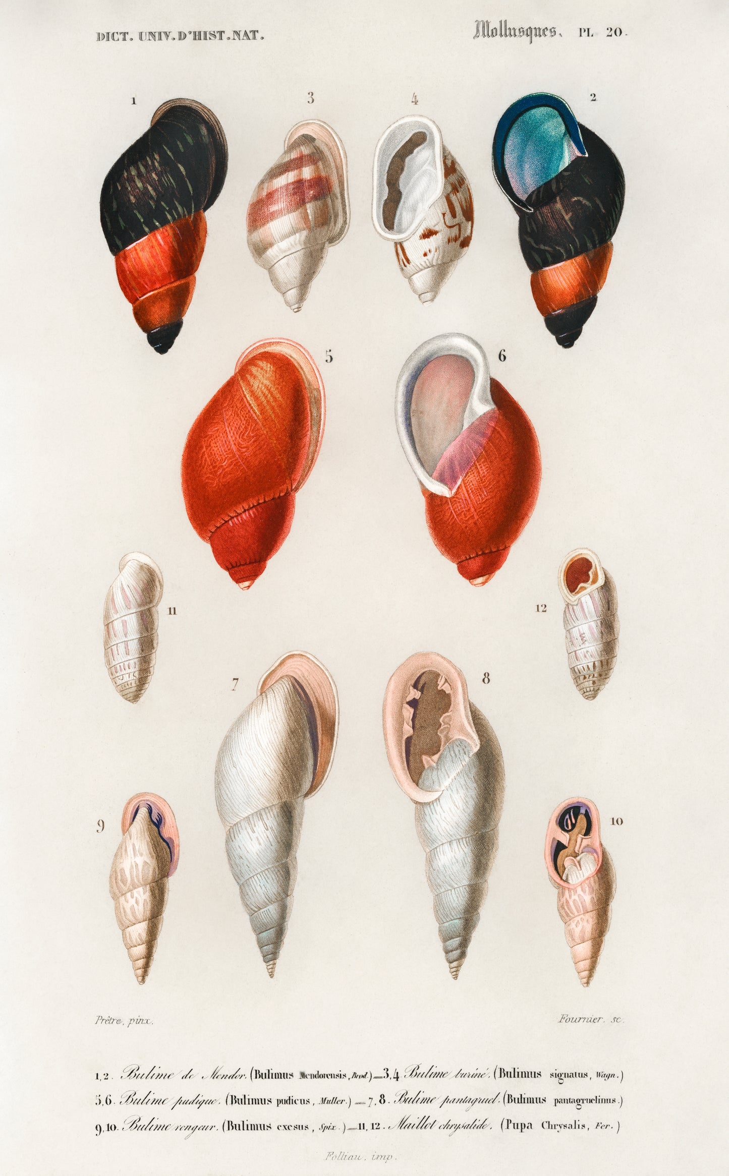 Different Types of Mollusks Illustration - Giclee Art Print Poster