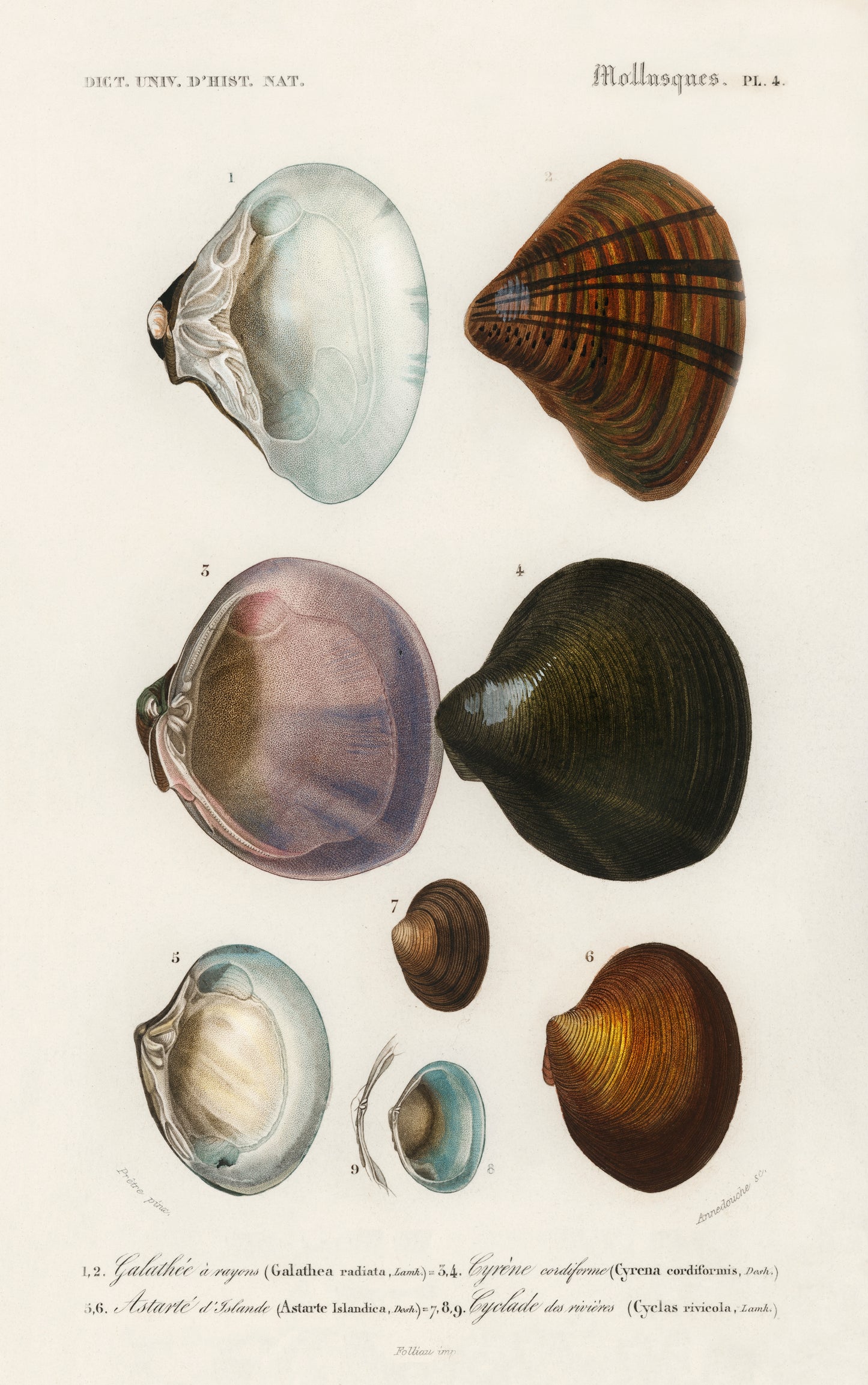 Different Types of Mollusks Illustration - Giclee Art Print Poster