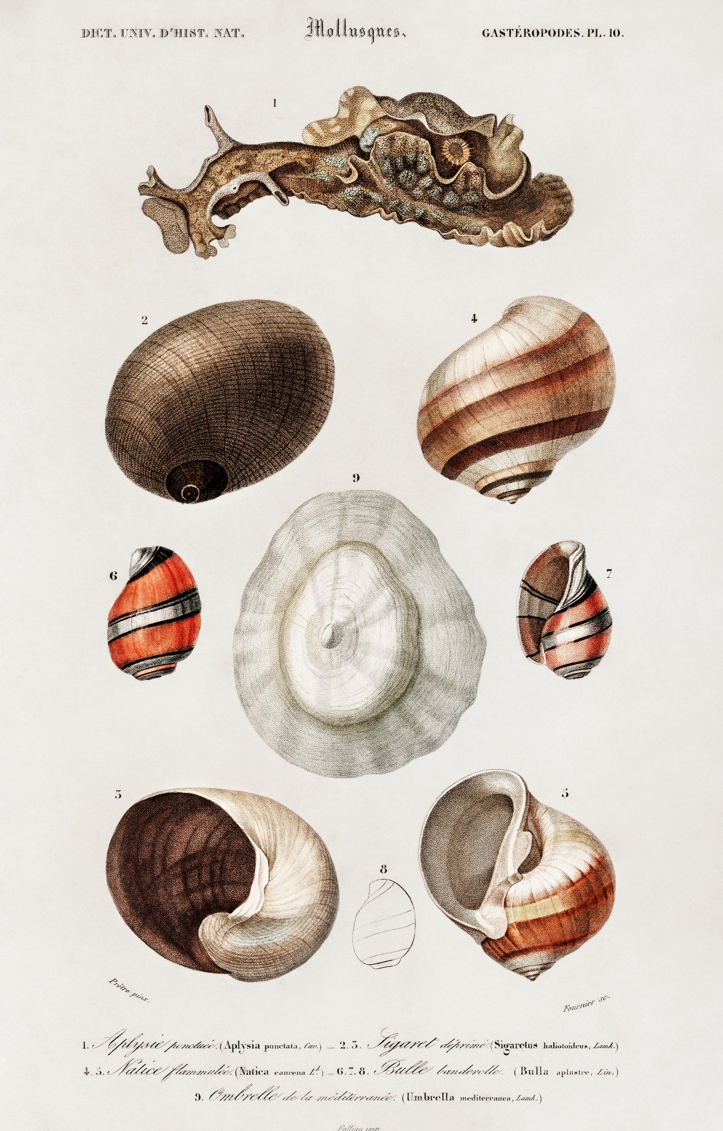 Different Types of Mollusks Illustration - Giclee Art Print Poster