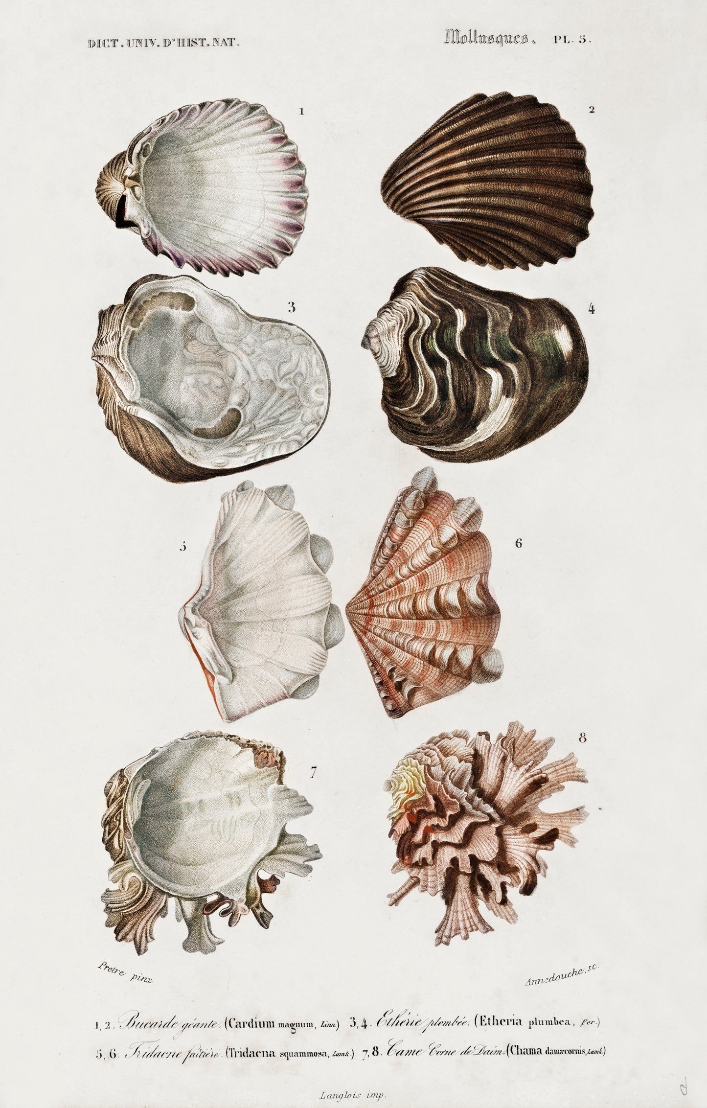 Different Types of Mollusks Illustration - Giclee Art Print Poster