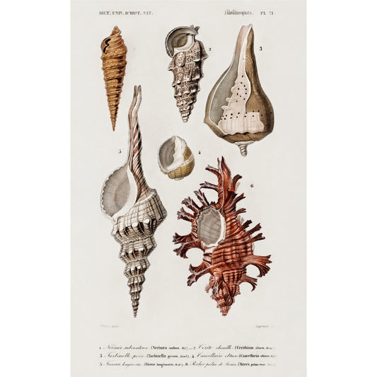 Different Types of Mollusks Illustration - Giclee Art Print Poster