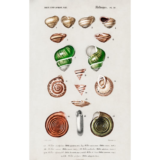 Different Types of Mollusks Illustration - Giclee Art Print Poster