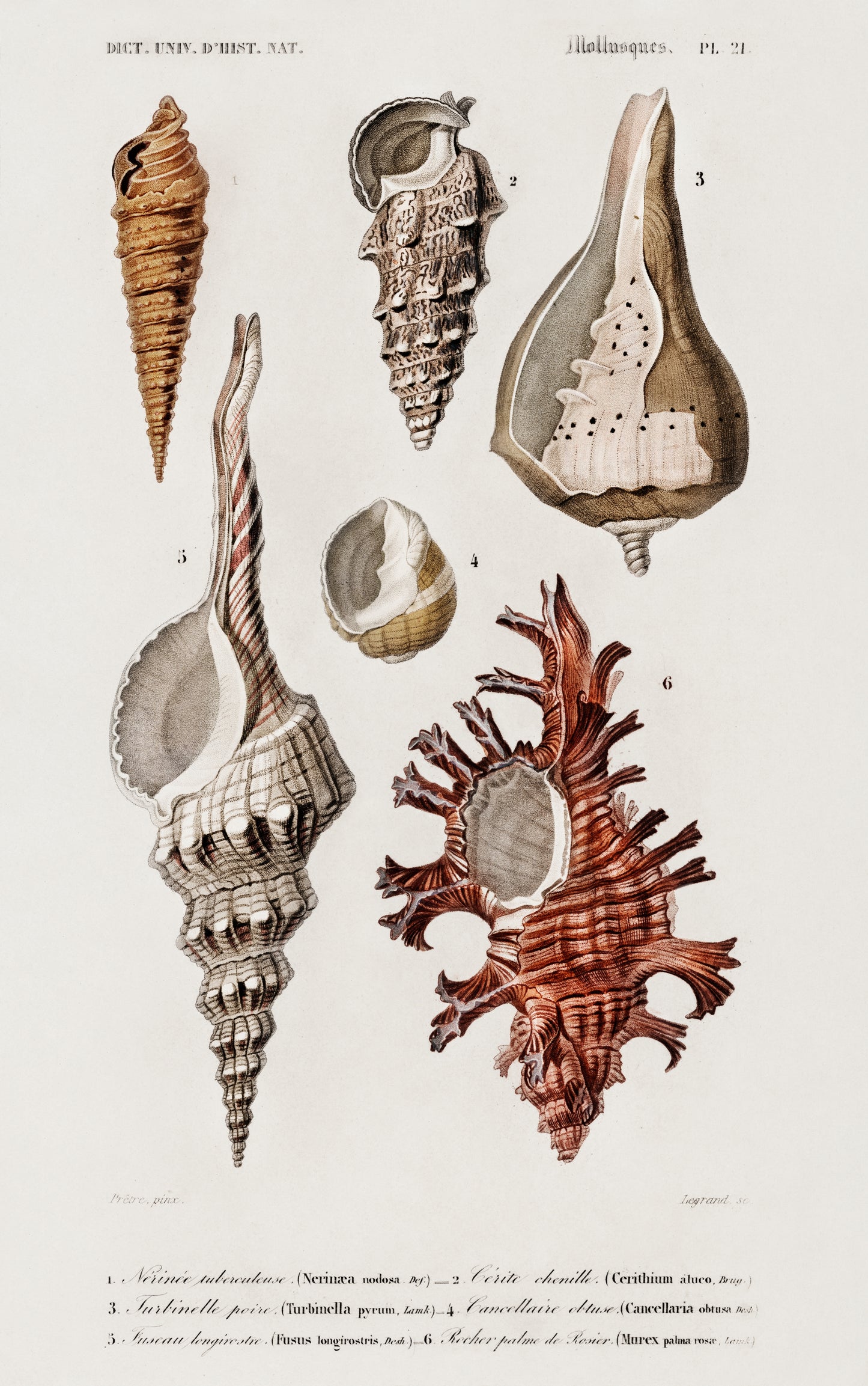 Different Types of Mollusks Illustration - Giclee Art Print Poster