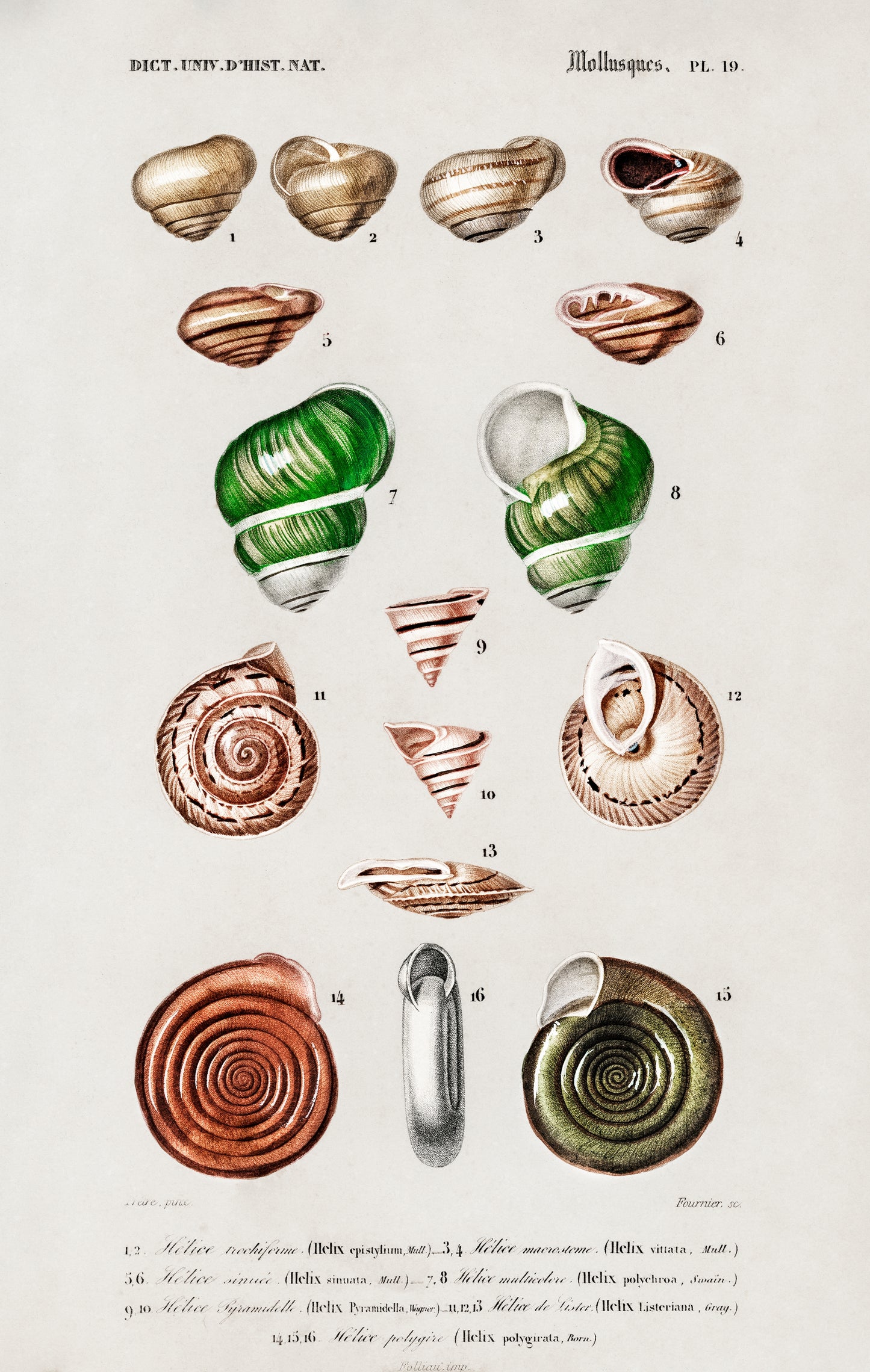 Different Types of Mollusks Illustration - Giclee Art Print Poster