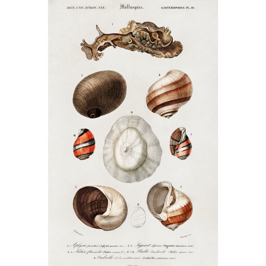 Different Types of Mollusks Illustration - Giclee Art Print Poster