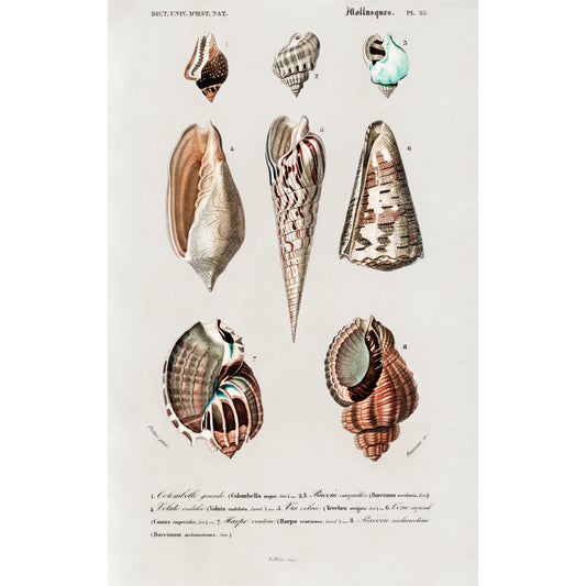 Different Types of Mollusks Illustration - Giclee Art Print Poster