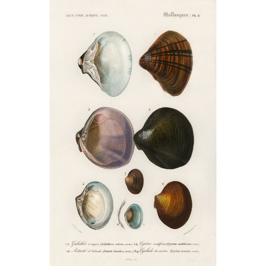 Different Types of Mollusks Illustration - Giclee Art Print Poster
