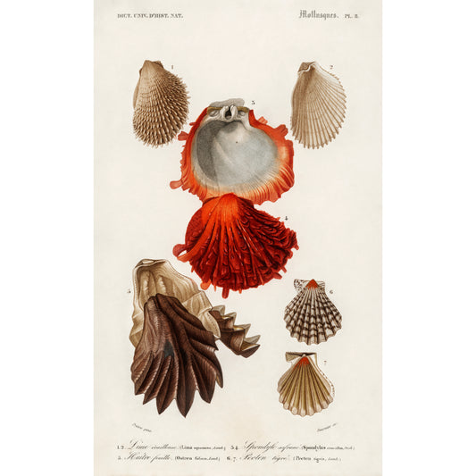 Different Types of Mollusks Illustration - Giclee Art Print Poster
