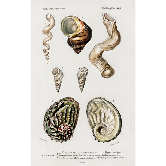 Different Types of Mollusks Illustration - Giclee Art Print Poster
